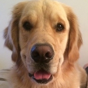 Fundraising Page: Kristen Lang